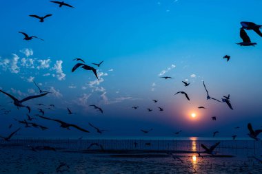 Akşamları gün batımında, güzel bir manzara oluşturmak için deniz kıyısında gruplar ya da martılar uçuşuyor.