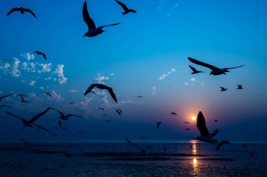 Akşamları gün batımında, güzel bir manzara oluşturmak için deniz kıyısında gruplar ya da martılar uçuşuyor.