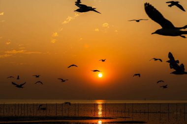 Akşamları gün batımında, güzel bir manzara oluşturmak için deniz kıyısında uçan birkaç martıya sahip olmak.