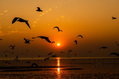 Akşamları gün batımında, güzel bir manzara oluşturmak için deniz kıyısında uçan birkaç martıya sahip olmak.