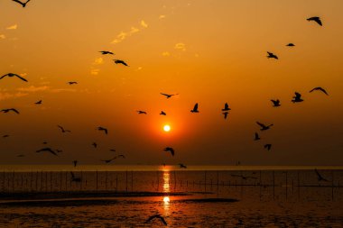 Akşamları gün batımında, güzel bir manzara oluşturmak için deniz kıyısında uçan birkaç martıya sahip olmak.