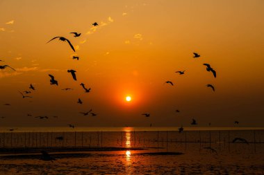 Akşamları gün batımında, güzel bir manzara oluşturmak için deniz kıyısında uçan birkaç martıya sahip olmak.