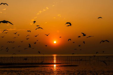 Akşamları gün batımında, güzel bir manzara oluşturmak için deniz kıyısında uçan birkaç martıya sahip olmak.