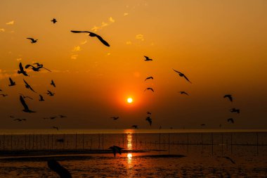 Akşamları gün batımında, güzel bir manzara oluşturmak için deniz kıyısında uçan birkaç martıya sahip olmak.