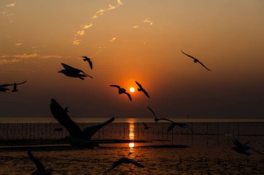Akşamları gün batımında, güzel bir manzara oluşturmak için deniz kıyısında uçan birkaç martıya sahip olmak.