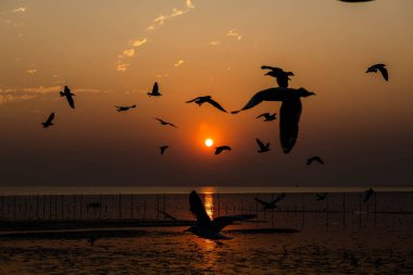 Akşamları gün batımında, güzel bir manzara oluşturmak için deniz kıyısında uçan birkaç martıya sahip olmak.