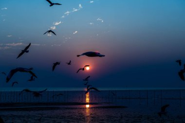 Akşamları gün batımında, güzel bir manzara oluşturmak için deniz kıyısında uçan birkaç martıya sahip olmak.