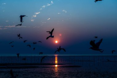 Akşamları gün batımında, güzel bir manzara oluşturmak için deniz kıyısında uçan birkaç martıya sahip olmak.