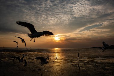 Akşamları gün batımında, güzel bir manzara oluşturmak için deniz kıyısında uçan birkaç martıya sahip olmak.