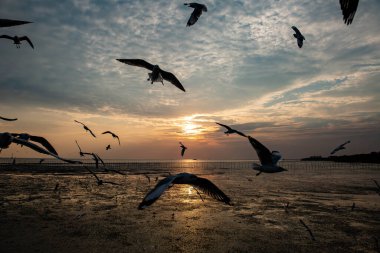 Akşamları gün batımında, güzel bir manzara oluşturmak için deniz kıyısında uçan birkaç martıya sahip olmak.