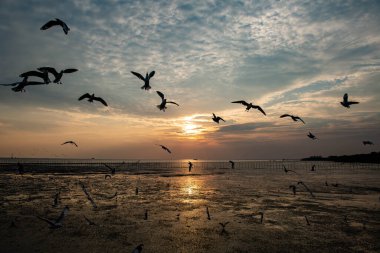 Akşamları gün batımında, güzel bir manzara oluşturmak için deniz kıyısında uçan birkaç martıya sahip olmak.