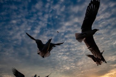 Akşamları gün batımında, güzel bir manzara oluşturmak için deniz kıyısında uçan birkaç martıya sahip olmak.
