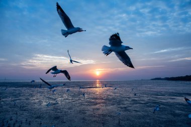 Akşamları gün batımında, güzel bir manzara oluşturmak için deniz kıyısında uçan birkaç martıya sahip olmak.