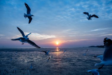 Akşamları gün batımında, güzel bir manzara oluşturmak için deniz kıyısında uçan birkaç martıya sahip olmak.