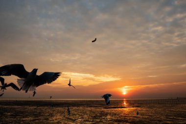 Akşamları gün batımında, güzel bir manzara oluşturmak için deniz kıyısında uçan birkaç martıya sahip olmak.