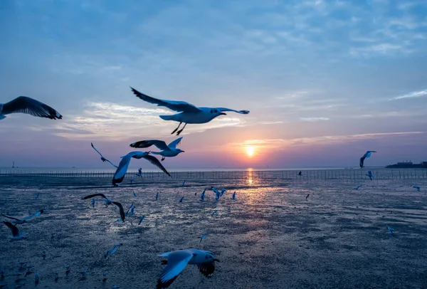Akşamları gün batımında, güzel bir manzara oluşturmak için deniz kıyısında uçan birkaç martıya sahip olmak.