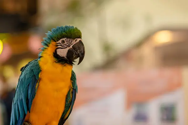 Blue Yellow Macaw parrot, close up shot, standing on the branch with blur on light bokeh background in pet store area in Bangkok city.
