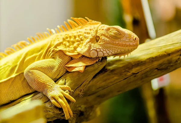 Golden Large Iguana yakın plan bulanık arkaplan