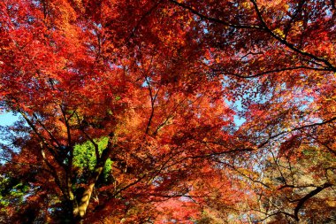 Japonya 'nın Kyoto kentinde sonbahar mevsiminde akçaağaç yaprakları kırmızı, turuncu veya sarı renkte olur..