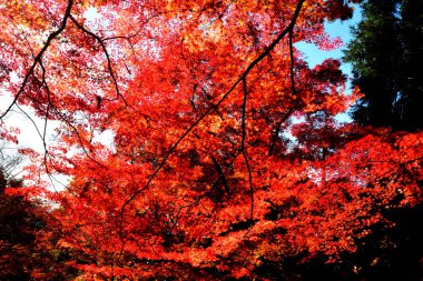 Japonya 'nın Kyoto kentinde sonbahar mevsiminde akçaağaç yaprakları kırmızı, turuncu veya sarı renkte olur..