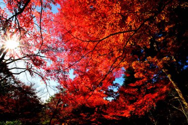 Japonya 'nın Kyoto kentinde sonbahar mevsiminde akçaağaç yaprakları kırmızı, turuncu veya sarı renkte olur..
