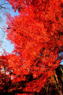 Japonya 'nın Kyoto kentinde sonbahar mevsiminde akçaağaç yaprakları kırmızı, turuncu veya sarı renkte olur..