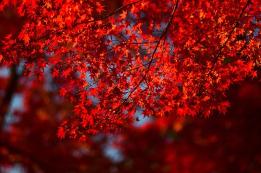 Japonya 'nın Kyoto kentinde sonbahar mevsiminde akçaağaç yaprakları kırmızı, turuncu veya sarı renkte olur..