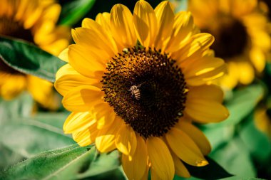 Ayçiçeği alan manzarası izole edilmiş karanlık ve bulanık arkaplan üzerinde tek veya grup halinde