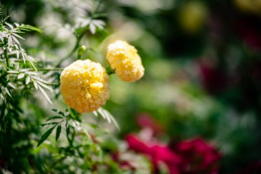 Güzel Marigold ya da sarı çiçekler parkın kenarında.