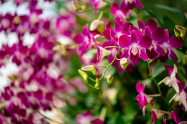 İzole edilmiş güzel orkide çiçekleri veya mor renkli grup veya yeşil doğal arka planlı açık pembe
