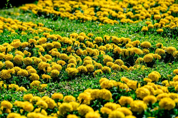 Güzel Marigold ya da sarı çiçekler parkın kenarında.