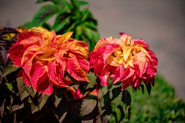 Amaranthus Çeşmesi ya da Parktaki Noel ağacı