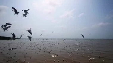 Seagulls flying in the evening sunset, prepare to return back to their nest soon.