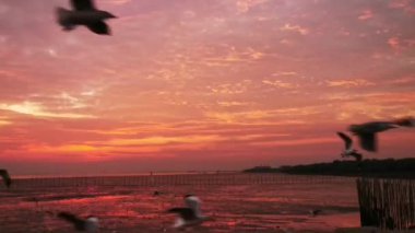 Seagulls flying in the evening sunset, prepare to return back to their nest soon.