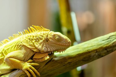 Golden Large Iguana yakın plan bulanık arkaplan