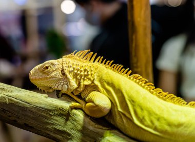 Golden Large Iguana yakın plan bulanık arkaplan