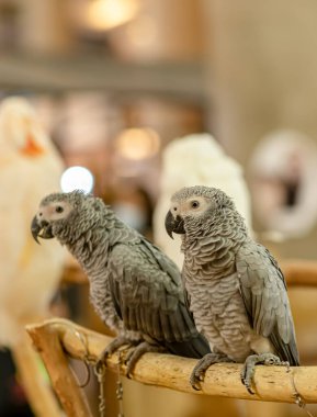 Afrikalı Gri Papağanlar Bangkok 'taki evcil hayvan dükkanında bulanık ışık efektleriyle yakın çekim yapıyorlar..