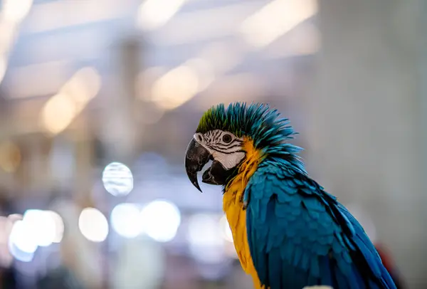 Blue Yellow Macaw parrot, close up shot standing on the branch with blur bokeh light background.