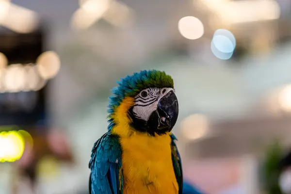Blue Yellow Macaw parrot, close up shot standing on the branch with blur bokeh light background.