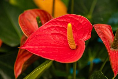 Şarbonlu çiçek. Üst görünümü olan yakın çekim, bulanık arkaplan ile seçici odaklanma.