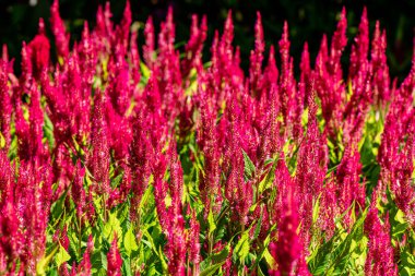 Bangkok, Tayland 'daki Chatuchak Parkı' nda Plume horoz ibiği çiçeğinin koyu kırmızı rengi..