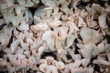 İstiridye mantarları istiridye yığınlarının üzerinde pazarda satılıyor..