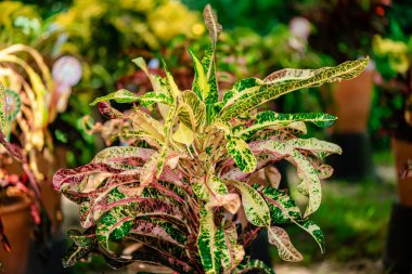 Yeşil yapraklardaki arkaplan dokusu farklı renkte, seçici bir odak noktasıyla yakın çekim..