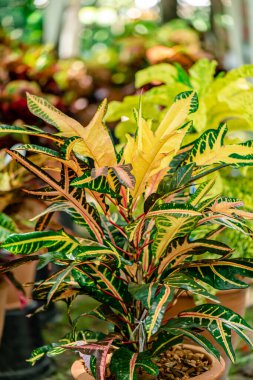 Yeşil yapraklardaki arkaplan dokusu farklı renkte, seçici bir odak noktasıyla yakın çekim..