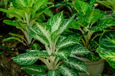 Yeşil yapraklardaki arkaplan dokusu farklı renkte, seçici bir odak noktasıyla yakın çekim..