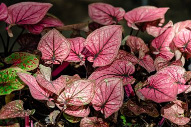 Yaprakların arkaplan dokusu, bahçedeki güzel Caladium bicolor yaprağına yakın çekim..