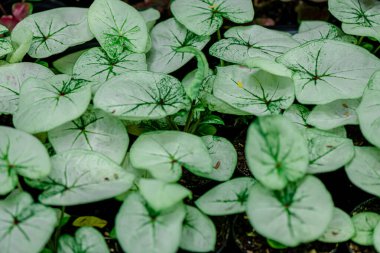 Yaprakların arkaplan dokusu, bahçedeki güzel Caladium bicolor yaprağına yakın çekim..
