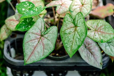 Yaprakların arkaplan dokusu, bahçedeki güzel Caladium bicolor yaprağına yakın çekim..