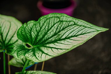 Yaprakların arkaplan dokusu, bahçedeki güzel Caladium bicolor yaprağına yakın çekim..