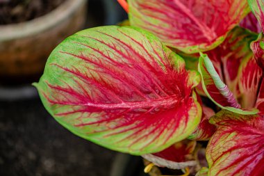 Yaprakların arkaplan dokusu, bahçedeki güzel Caladium bicolor yaprağına yakın çekim..